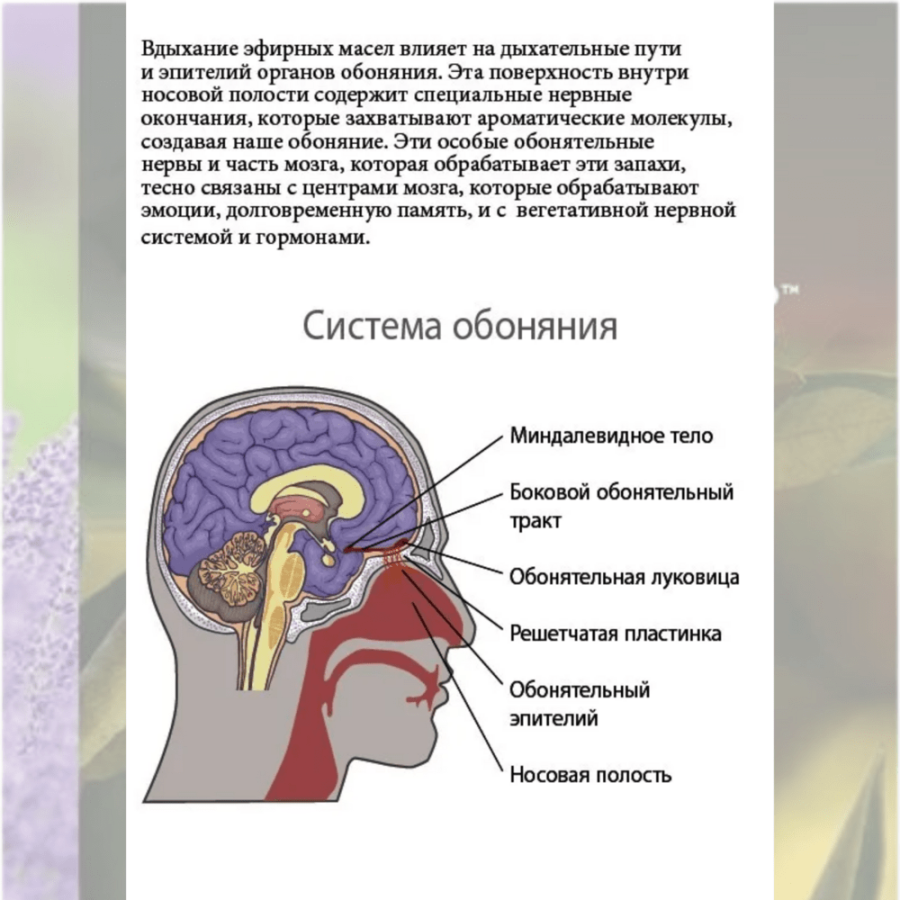 Справочник Введение в Modern essentials